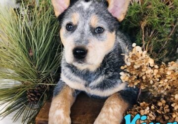 Blue Healer puppies for sale in Michigan.