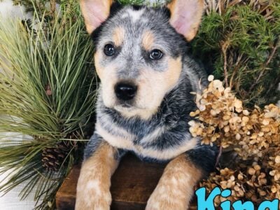 Blue Healer puppies for sale in Michigan.