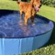 AKC Golden Retriever red