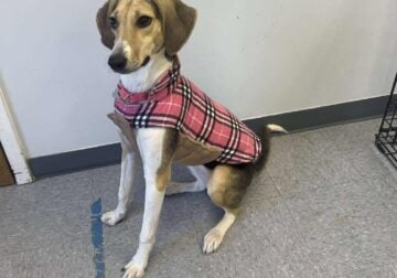 Adopt 1 year old hound