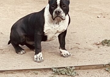 Oreo pocket American bully