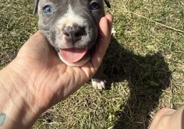 Purebred bluenose pitbull