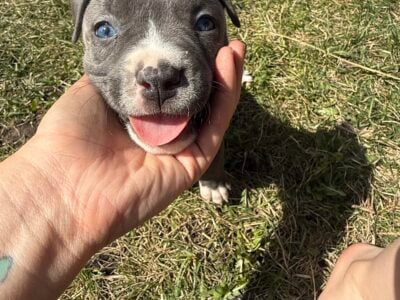 Purebred bluenose pitbull