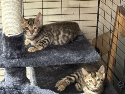 Bengal Kittens