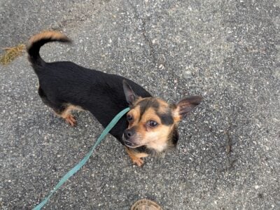 Looking for new home for a 5 year old girl
