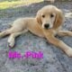 AKC registered puppies