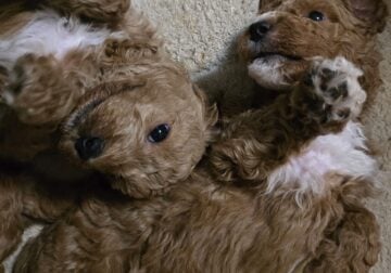 F1bb Parti Goldendoodles