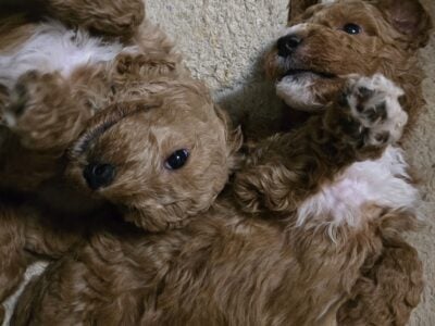 F1bb Parti Goldendoodles