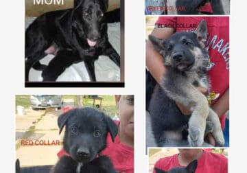 Puppies