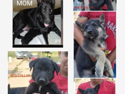 Puppies