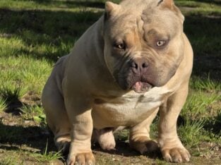 AMERICAN BULLY MALE PUPPY