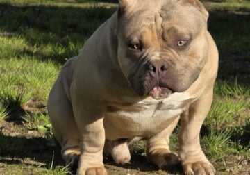 AMERICAN BULLY MALE PUPPY