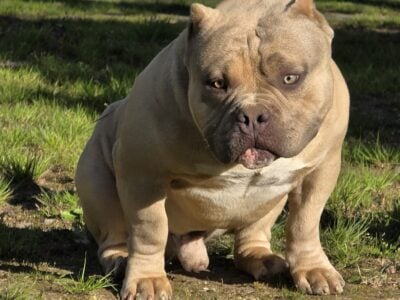 AMERICAN BULLY MALE PUPPY