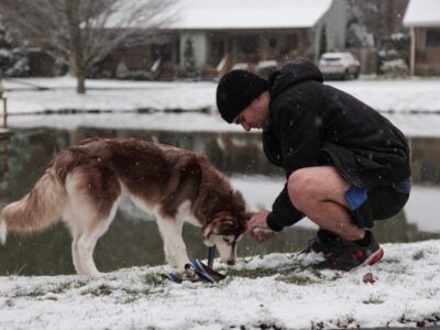 Artemis (8yr old, Siberian Husky, Female)