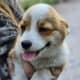 Pembroke Welsh Corgi