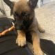Beautiful Belgian Malinois pups
