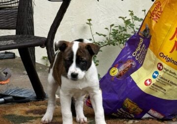 4 Adorable10Week-Old Puppies Ready for Loving Home