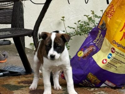 4 Adorable10Week-Old Puppies Ready for Loving Home