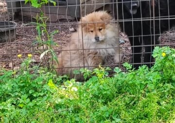 Chow Chow puppy
