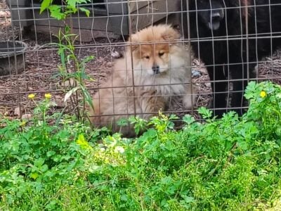 Chow Chow puppy