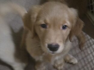 Golden Retriever Puppies