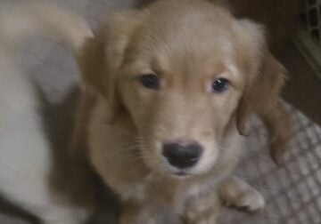 Golden Retriever Puppies