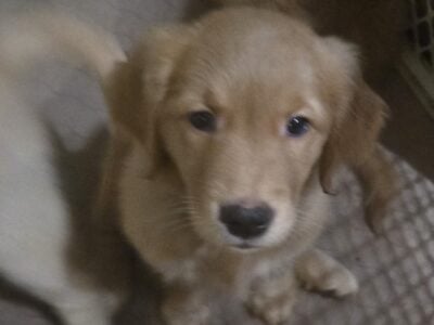 Golden Retriever Puppies