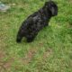 Maltipoo puppies