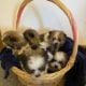Shih Tzu puppies