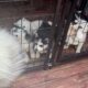 Siberian husky puppies