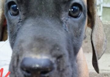 Male ChoocolateFawn Great Dane Puppy