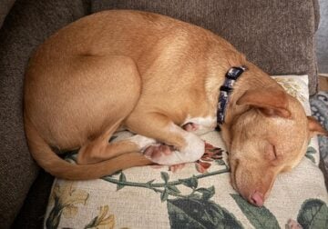 Chiweenie puppy for adoption