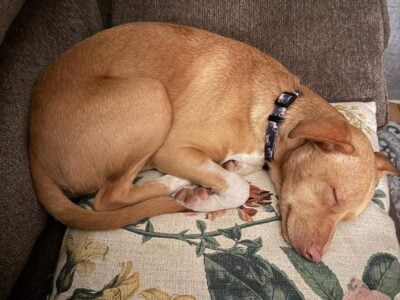 Chiweenie puppy for adoption