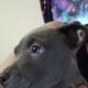 Looking to re-home two blue nose pit puppies