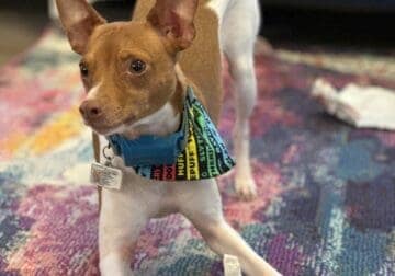 3 year old Rat Terrier (Male)