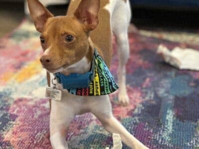 3 year old Rat Terrier (Male)