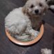Maltipoo puppies