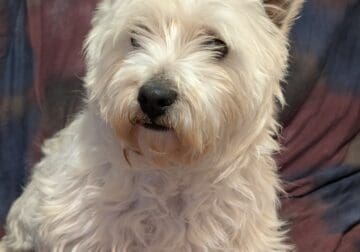 Westie male