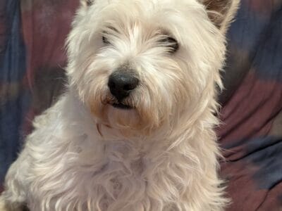 Westie male