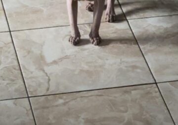 Sphynx purebred 8 months old