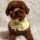 Poodle/M AKC full reg