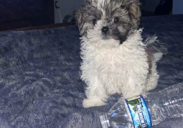 Adorable 11-Week-Old Shih Tzu Bichon Puppy