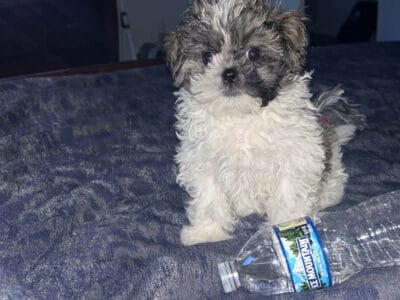 Adorable 11-Week-Old Shih Tzu Bichon Puppy