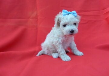 MaltiPoo puppies