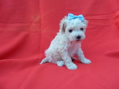 MaltiPoo puppies
