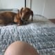 7 months old dachshund needs new home