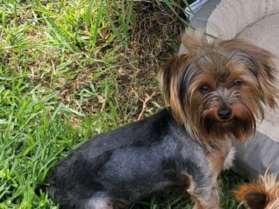ISO Yorkie Stud