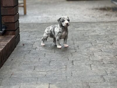 XL Bully ABKC Registered Blue Merle Female 1