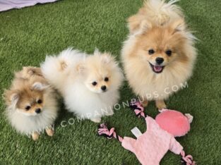 Teacup / Mini Pomeranians