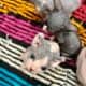 TiCA Sphynx purebred kittens